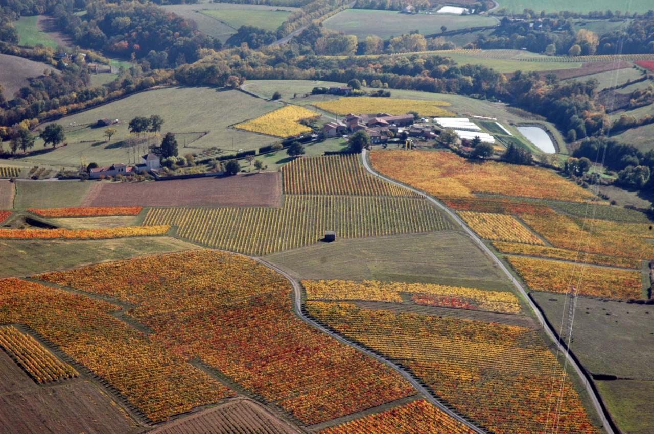 Vignes 